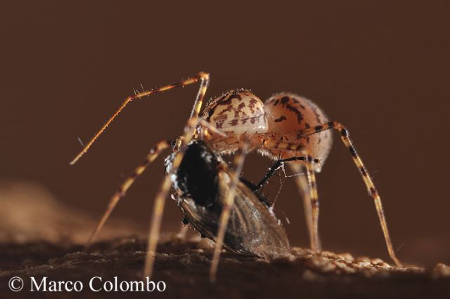 Scytodes thoracica, un predatore formidabile